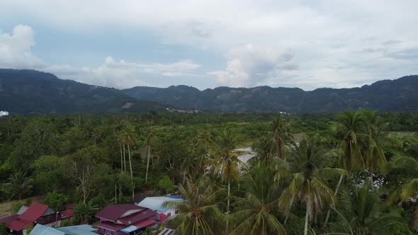 Aerial view village rooftop and coconut tree
