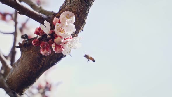 Bee tries to land on a blossoming in slow motion