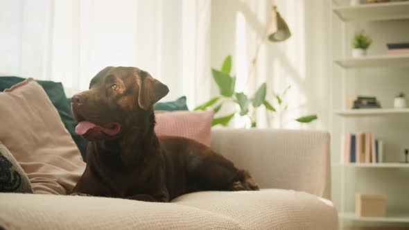 Brown Dog Closeup