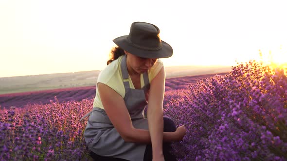 The Lavender Farm, Harvesting. Full blooming. A woman farmer in the field. Lavender production