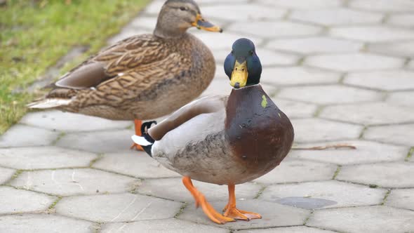 Two wild ducks walking in summer park.