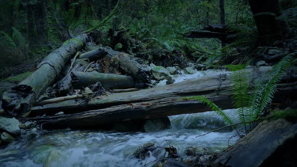 River And Logs In Forest At Dusk