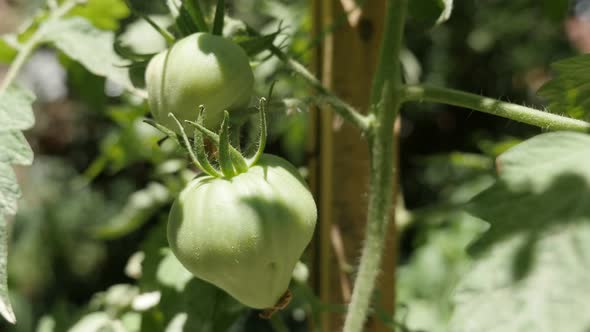 Solanum lycopersicum  cultivated  on vines in the green   garden 4K 2160p 30fps UltraHD footage - Cl