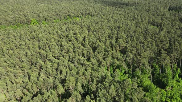 Green Dense Coniferous Forest