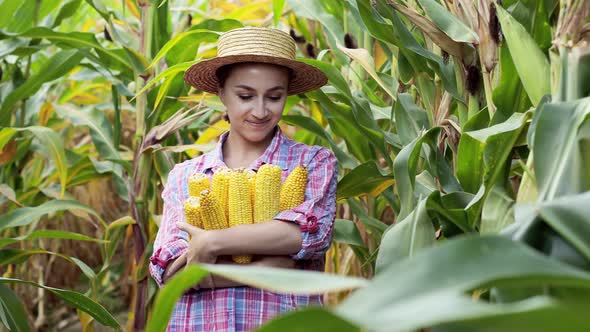 Farmer in the field. Satisfied with the harvest of sweet corn.