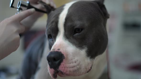 Stressed Worried Dog Closeup with Unrecognizable Woman Using Veterinary Otoscope in Clinic