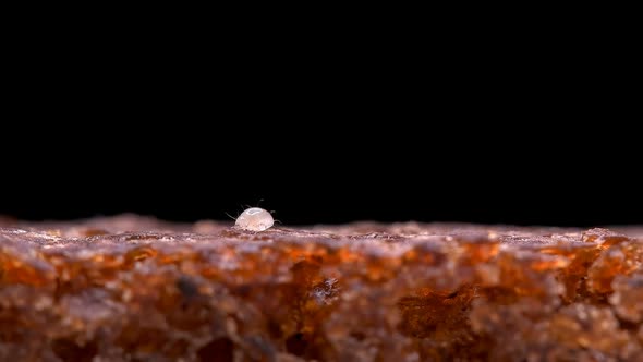 Flour Mite Acarus sp. crawls on a piece of bread, family Acaridae