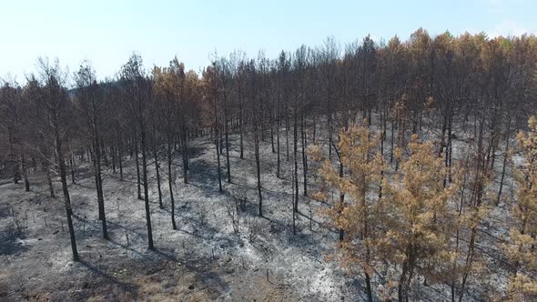 Dried Trees that Turned to Ash the Day After the Forest Fire