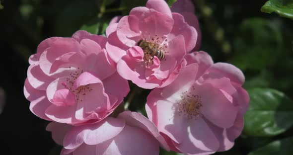 Closeup Bee on Pink Flower Collecting Nectar in Morning Light