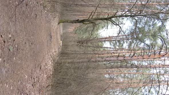 Vertical Video of a Road in the Forest Slow Motion