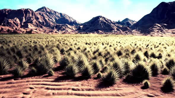 Beautiful Yellow Orange Sand Dune in Desert in Middle Asia