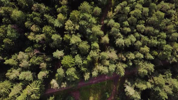 Early autumn in forest aerial top view. Mixed forest, green conifers, deciduous trees with yellow le