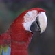 scarlet macaw or ara macao - VideoHive Item for Sale