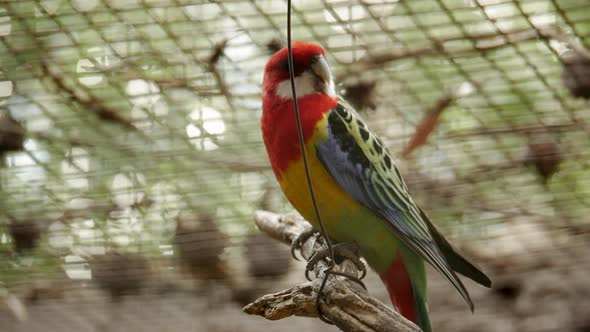 Colourful Eastern Rosella located in a wildlife sanctuary in Australia. LOCKED DOWN SHOT