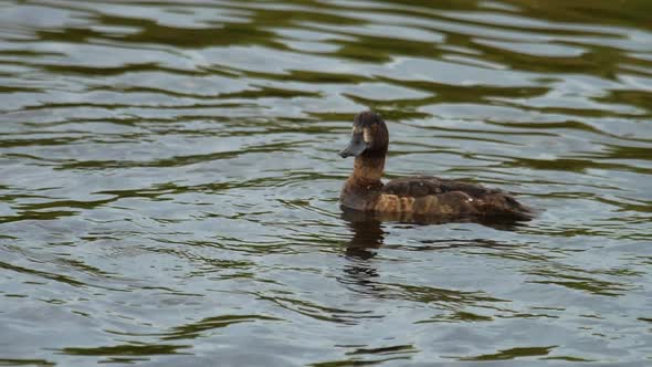 Mallard Duck with Duckling