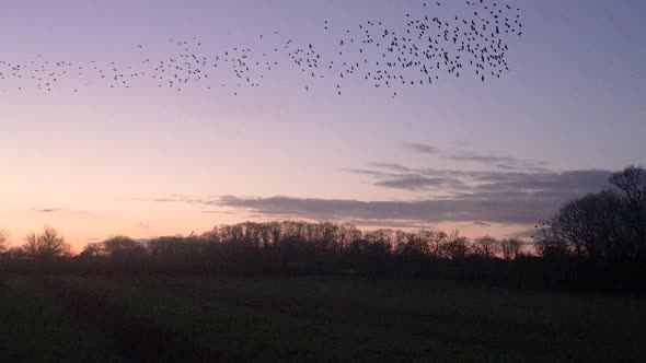 Slow Motion Starling Murmuration At Sunset