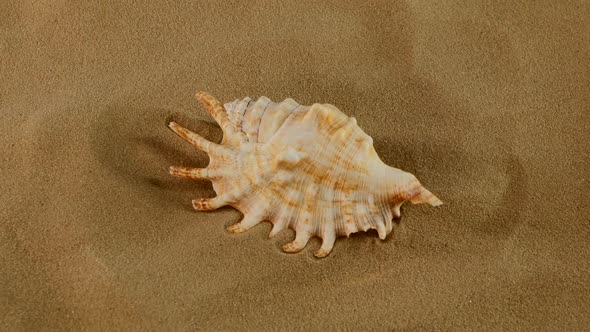 Top of Marine Seashell on Sand, Rotation, Close Up
