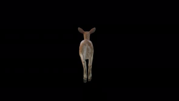 Brown Doe Fast Walk View From Back alt