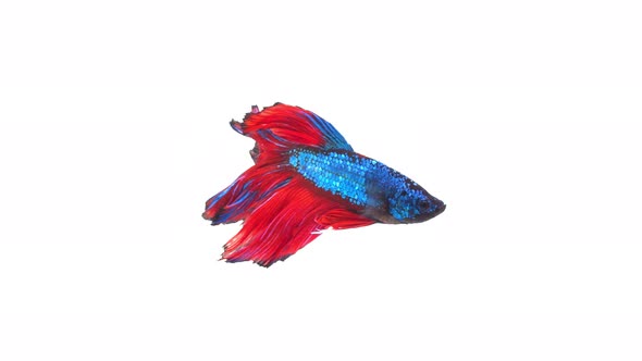 Siamese fighting fish (Betta splendens)