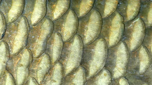 Fish Scales Closeup