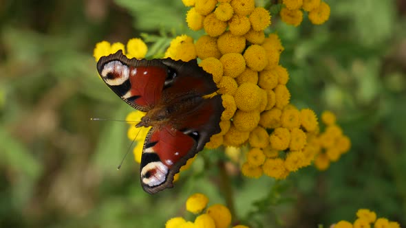 Butterfly On A Tansy Flower