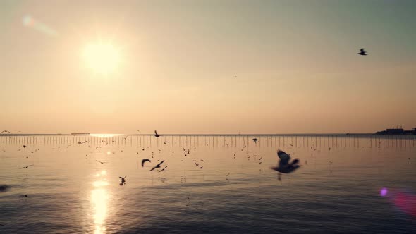 View of the seagull flying when the sunset on the sea and beautiful golden light