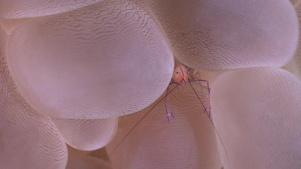 Bubble coral shrimp hiding between bubbles of a bubble coral on a tropical reef.