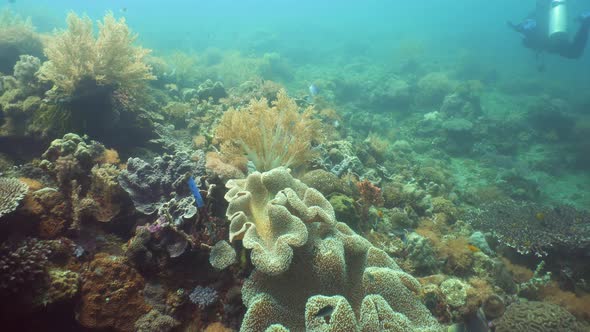 Coral Reef and Tropical Fish Underwater