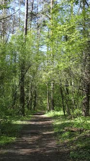 Vertical Video of Green Forest During the Day / Videohive