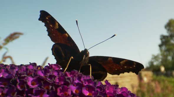 Golden Monarch Butterfly Closeup Shot with Blue Sky in Background