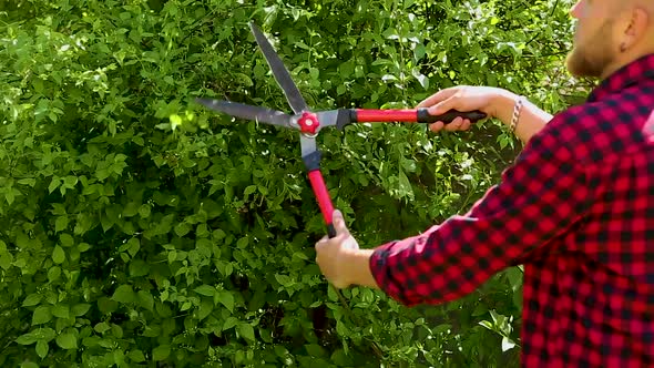 Man hands cuts branches of bushes with hand pruning scissors.
