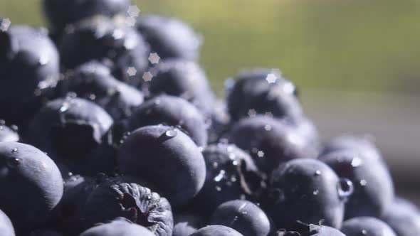 Close Up Blueberry with Water Drops Rotating Background. Lot of Ripe Blueberries Close Up. Organic