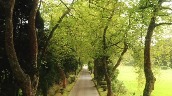 Camera Moving Between Trees Growing Along Road Sao Miguel Island Azores