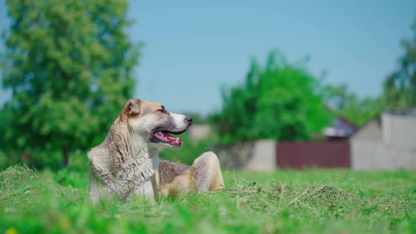 A Dog of the Alabai Breed Is Resting on a Green Lawn on a Sunny Day. The Dog Is Lying on the Grass