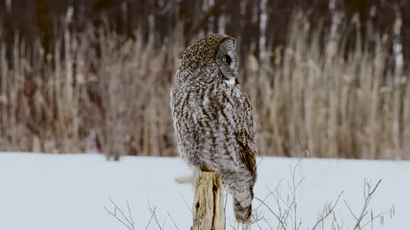 Great Grey Owl perched on post turns head with cornfield background