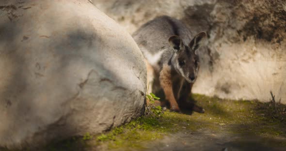 Close up of Yellow-footed rock-wallaby is hiding behind the rock. BMPCC 4K