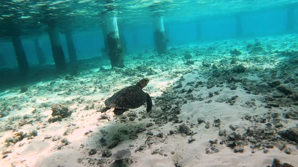 Following a Huge Turtle Underwater in Maldives