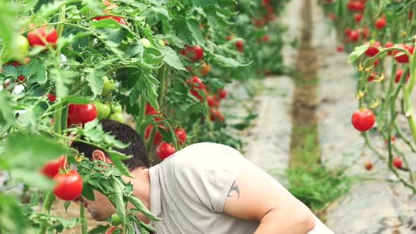 Farmer Working with Tomato Plants in Greenhouse