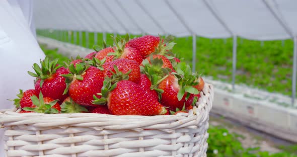 Close Up of Basket with Strawberries in Female Hands