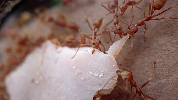 The Ants Work As a Team Carry a Piece of Ham Up the Fence