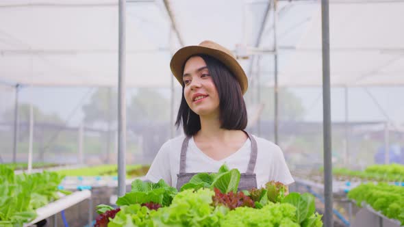 Beautiful farmer girl carrying box of vegetables green salad in hydroponic greenhouse farm.