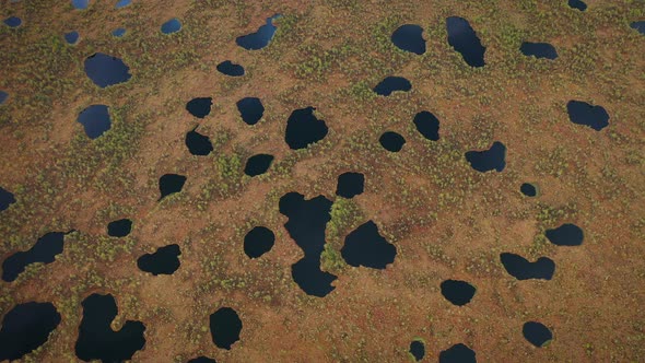 Flying Over Wild Nature with Huge Swamp at Sunny Summer Day