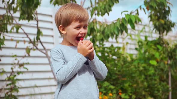 Child 4 Years Old Holding and Eating Raspberries in Backyard