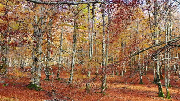 Beechwood  in autumn. Navarre, Spain.