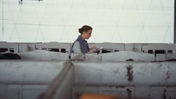 Farmer Going Animal Shed Collecting Data