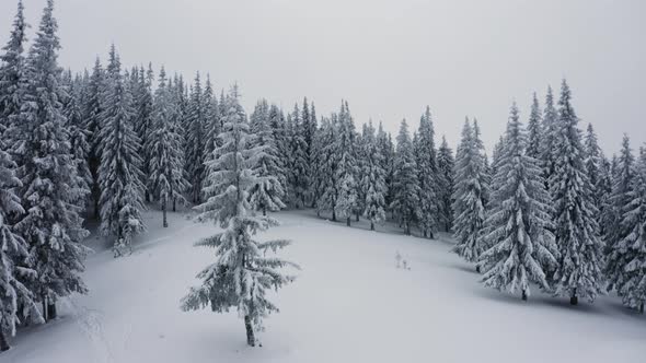 Snow falling at the fir trees. Aerial shot of mountain forest covered in Snow. 