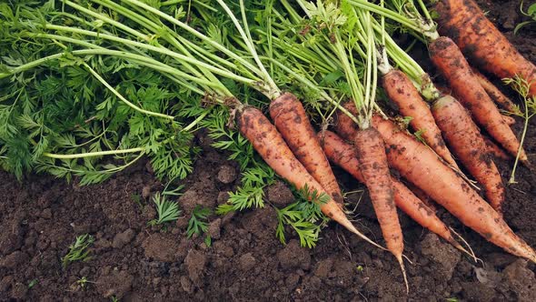 Harvest of Ripe Carrots Collected and Lying on the Ground