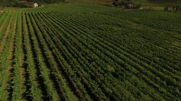 Rows of Vineyard