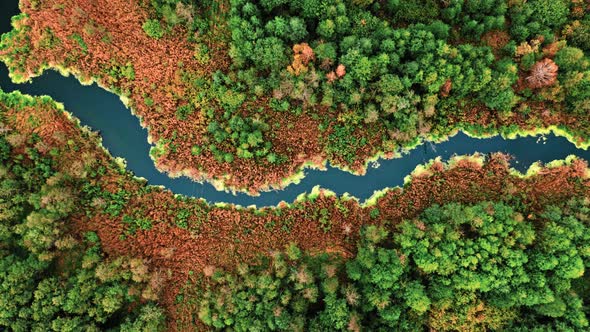 Top view of swamp and algae in autumn, aerial view