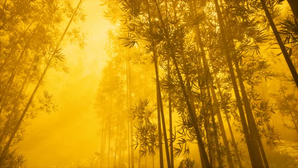 Asian Bamboo Forest with Morning Fog